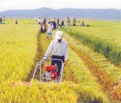 Rice harvest