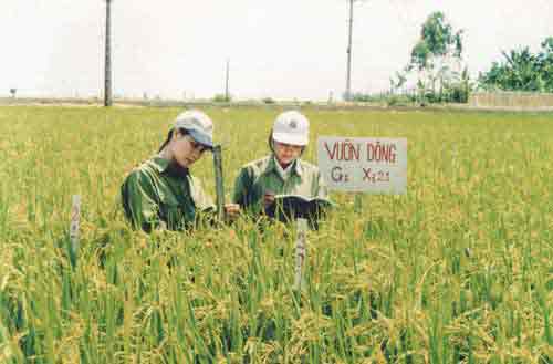 Testing new rice variety