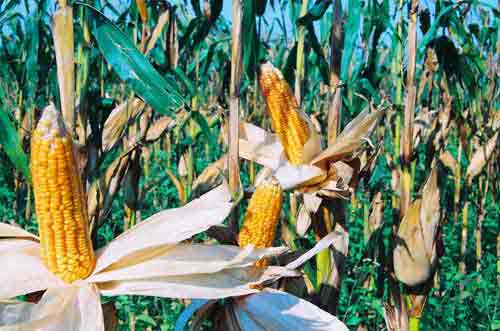 Testing new maize variety