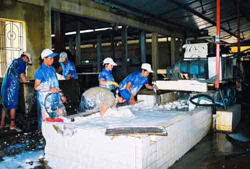 Processing rubber latex