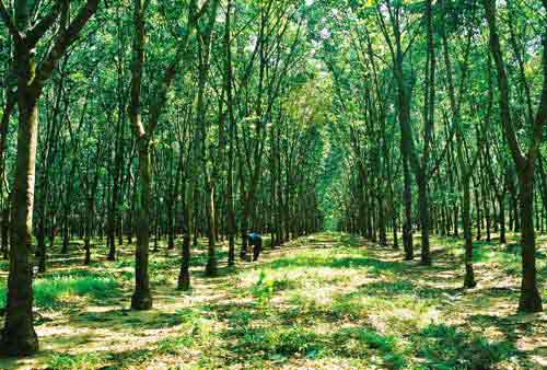 Rubber forest
