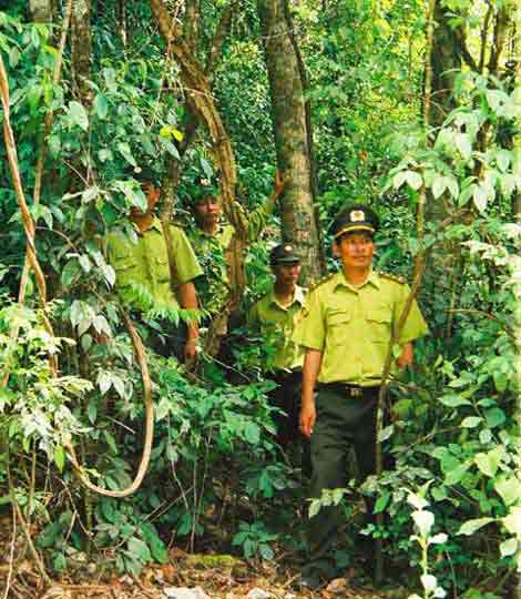 Protecting forest