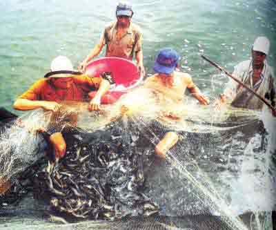 Catching fish